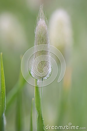 Bunny tails grass Lagurus ovatus fluffy panicles Stock Photo